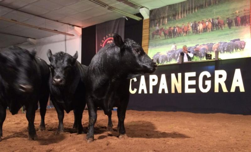 Capanegra vende toda oferta em Bagé