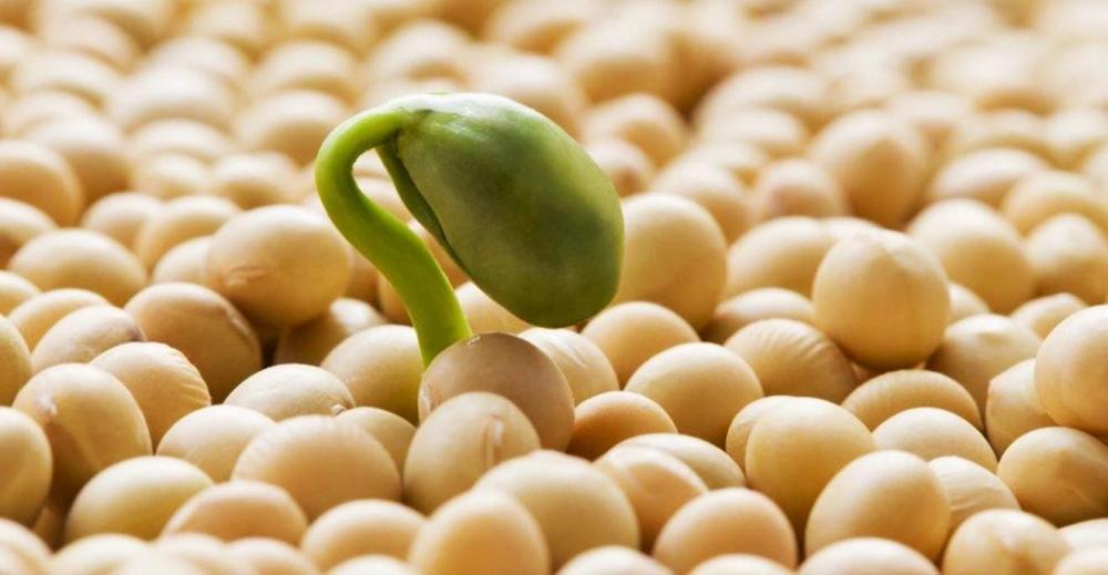 Tecnologias e pesquisas impactam resultado do Agronegócio Brasileiro  