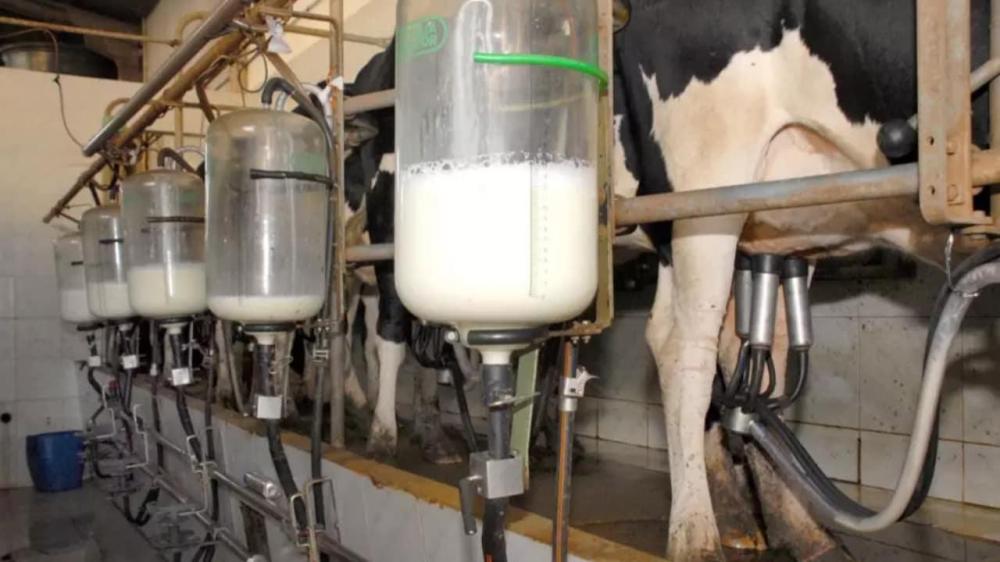 Leite: inflação do custo de produção continua em alta