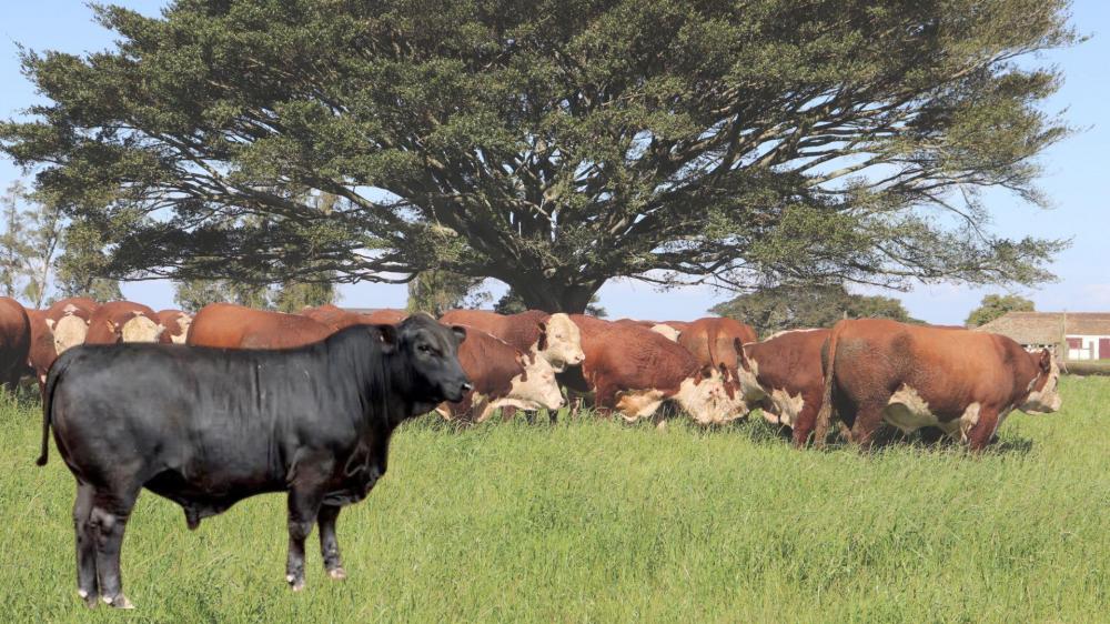 Top Brangus fecha com chave de ouro o ano da Santa Tereza/Madrinha