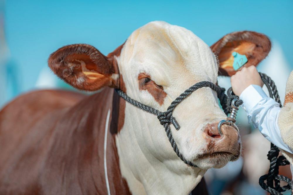 Mundial Braford no RS começa a comercializar os ingressos