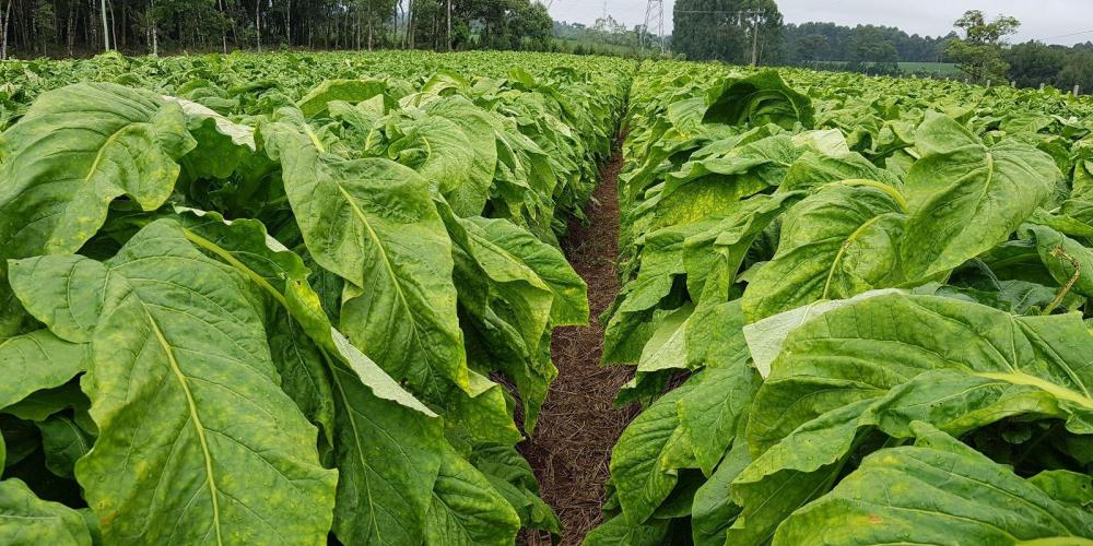 Entidades fazem campanha sobre sementes e calendário de plantio do tabaco