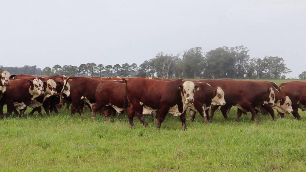 Fazenda Santa Tereza recebe Gira Técnica do Mundial Braford