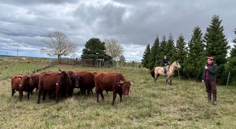 Dia de campo da raça Devon reúne 120 criadores em São Francisco de Paula