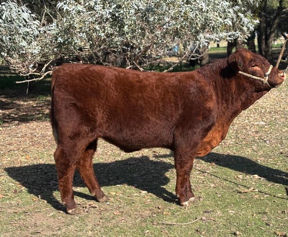 Devon estreia em Palermo