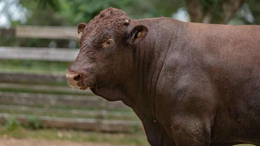 Fundesa orienta sobre contribuição para reprodutores