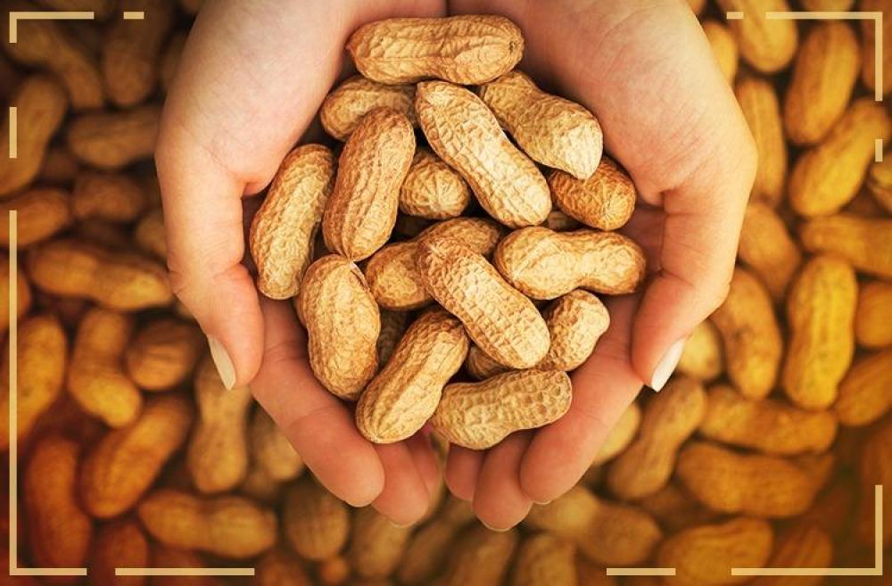 O amendoim que o Brasil precisa conhecer: comunicação, tecnologia e produção com propósito