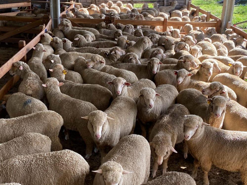 Raça Ideal atualiza coleção de peças em pura lã para Expointer 2025