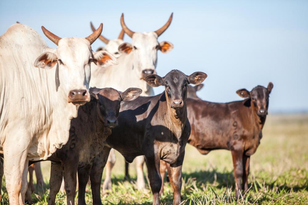 Projeto patrocinado pela Angus vai mapear produção de bezerros no país