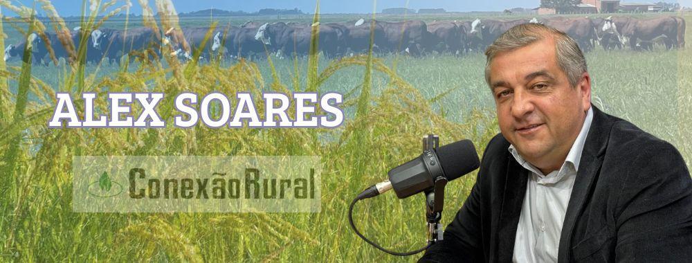 Arroz com área e produtividade encolhidas