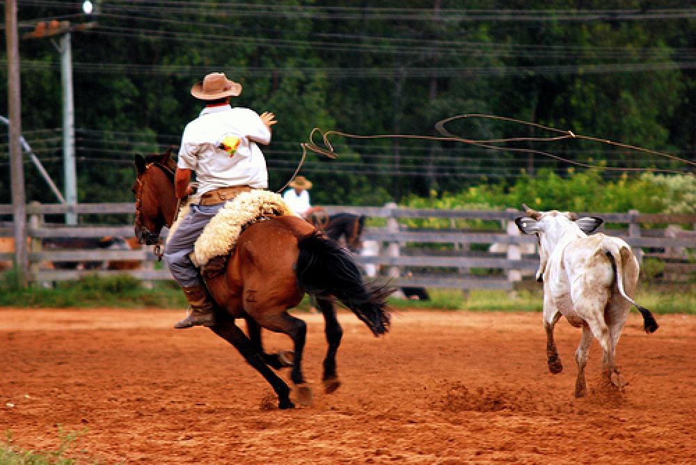 Sindicato dos veterinários contesta retirada de GTA para trânsito local
