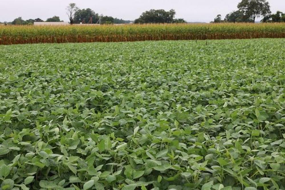 Veja a evolução das lavouras de verão no Rio Grande do Sul