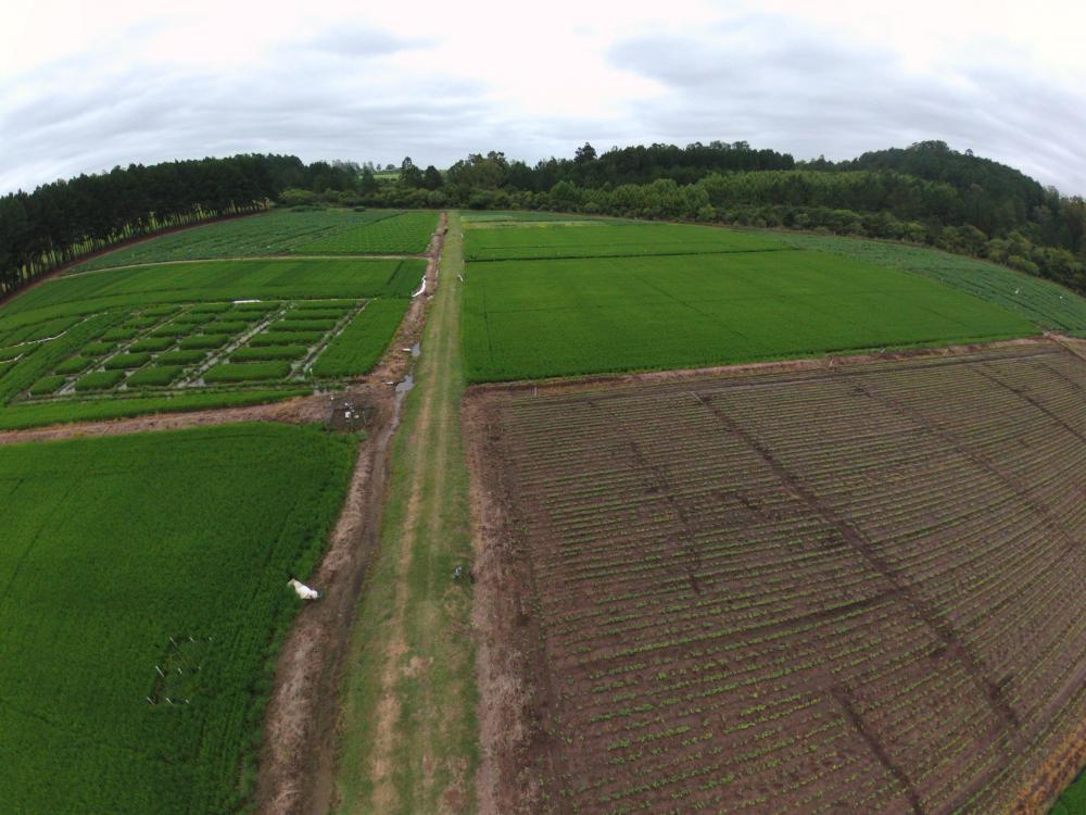 Santa Maria será a sede do Dia de Campo da Região Central 2019