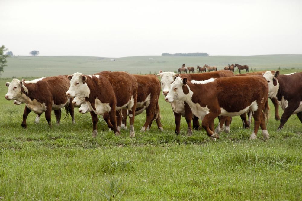 Fim da vacinação e crimes rurais são pautas de seminário nesta sexta-feira em Esteio