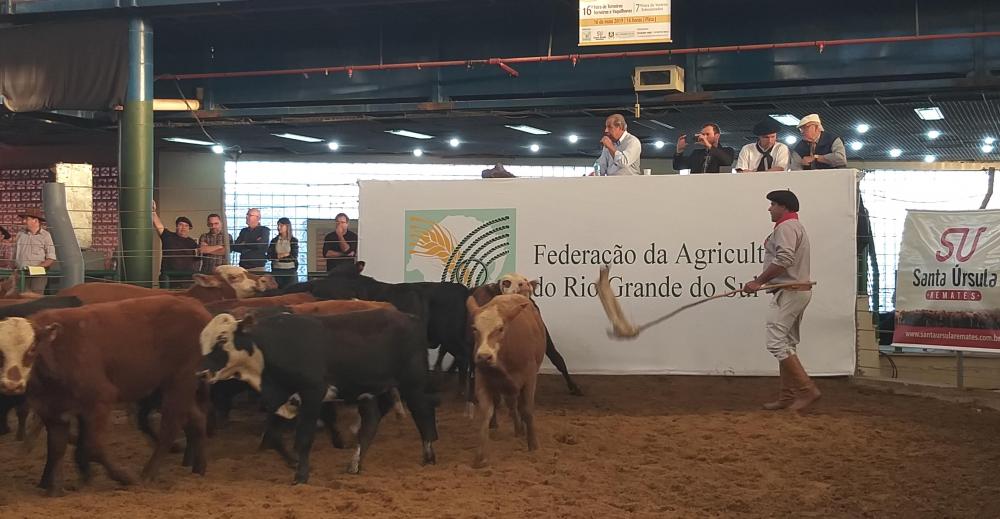 Feira de Terneiros da Farsul com ótimas médias