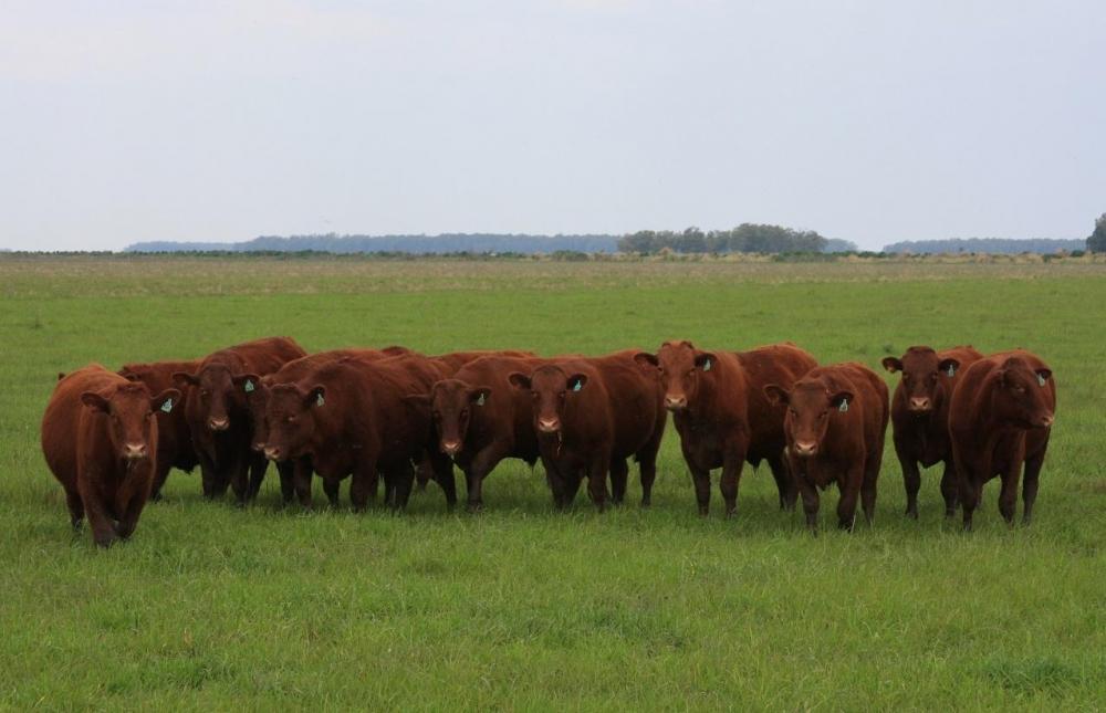 Programa da Carne Certificada Devon completa 2 anos