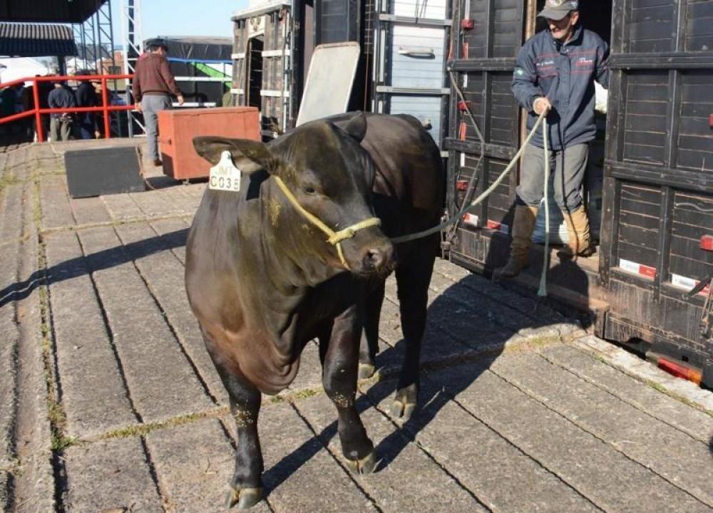 Café de cambona e governador na recepção aos animais em Esteio