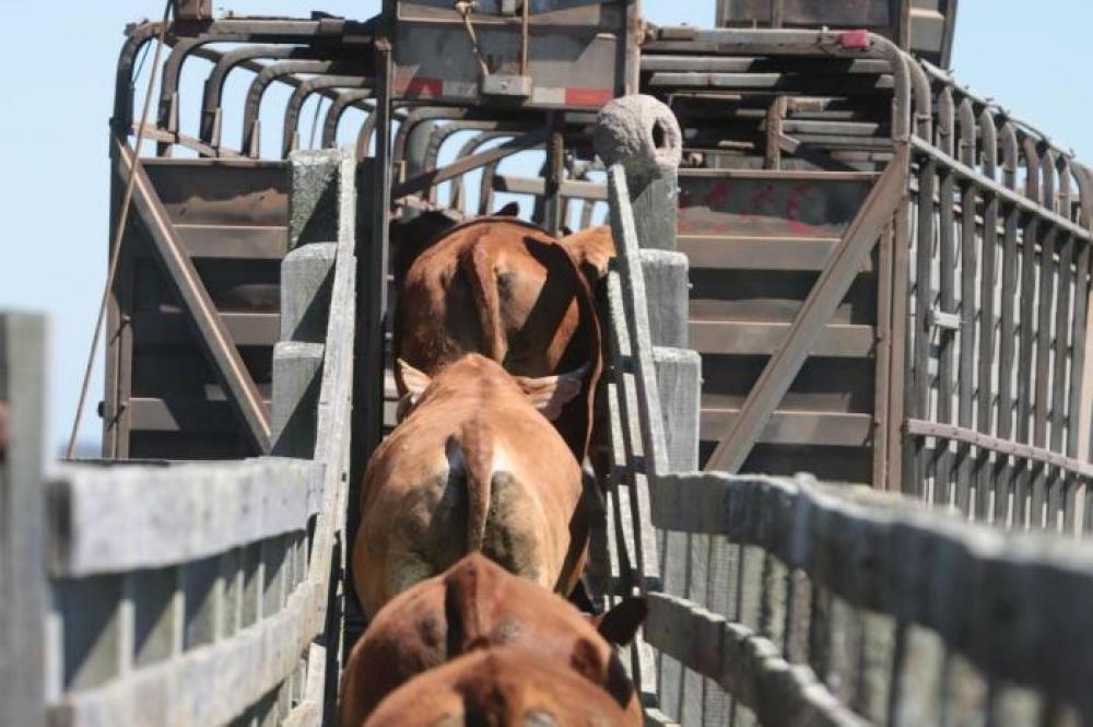 Empresas de tecnologia apresentam soluções para diminuir perdas na pecuária