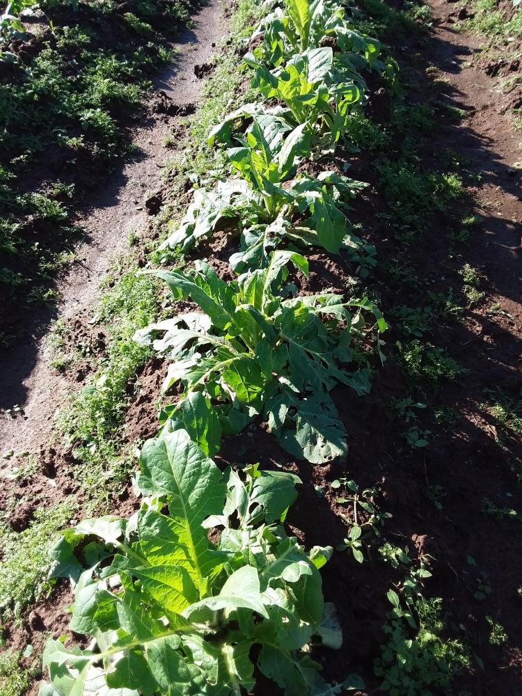 Granizo desta semana deixa rastro de prejuízos nas lavouras de tabaco