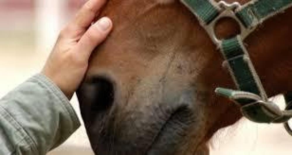 Novos casos de mormo adiam em pelo menos três anos o status de zona livre da doença no RS