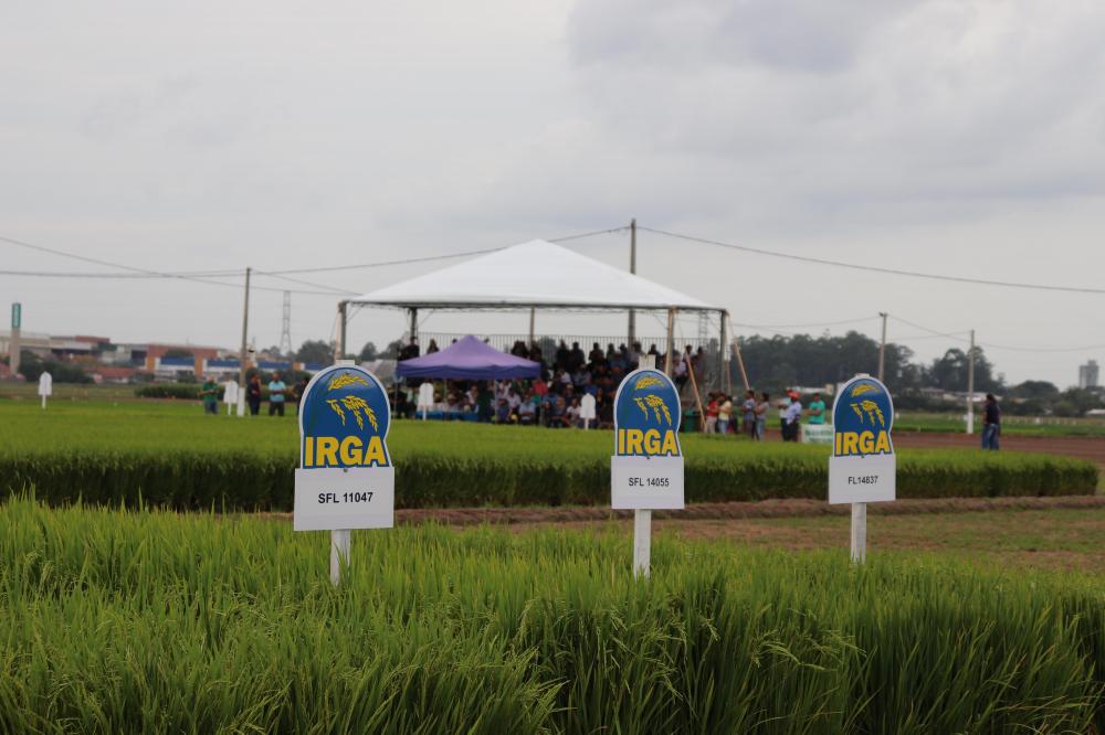 Dinâmico e didático - o Dia de Campo do Irga foi um show de novas informações