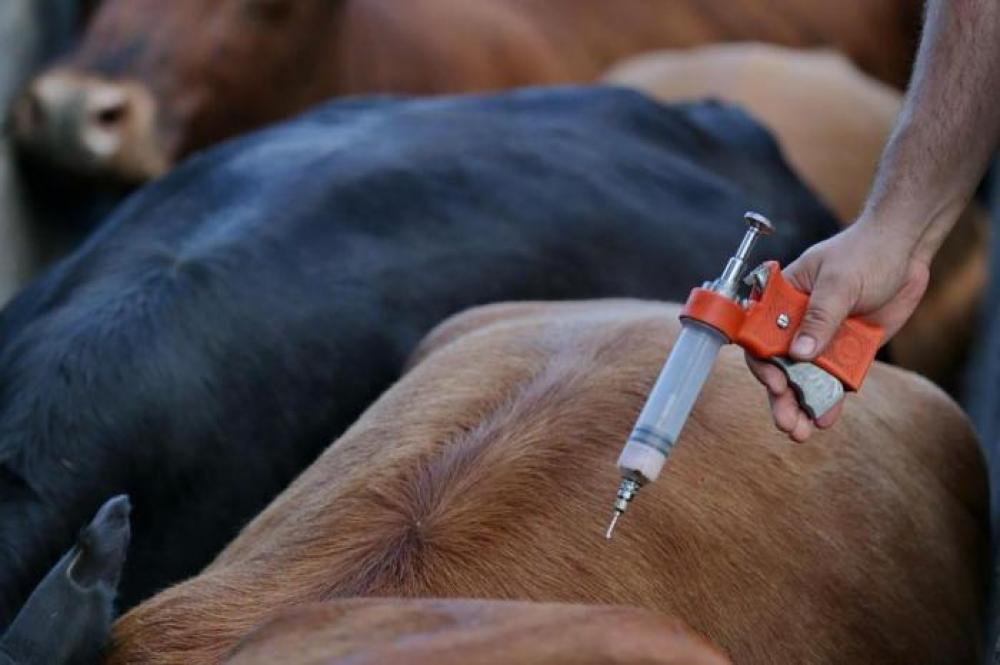 Vacinação da aftosa: ainda tem tempo para corrigir o equívoco