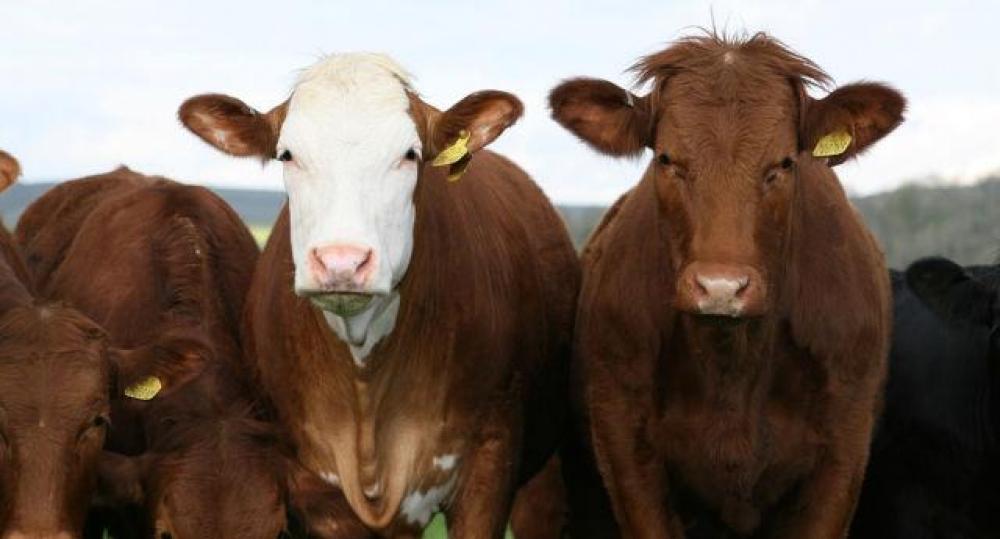 Prazo para atualização do rebanho termina domingo