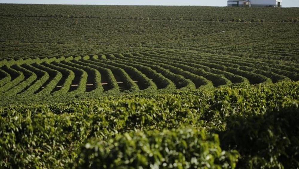 Leia e ouça o Repórter Sicredi/Conexão Rural, edição desta quarta-feira, 17/06/2020
