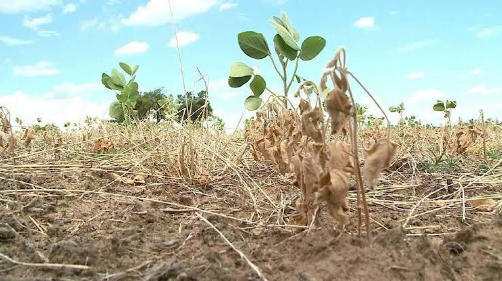 Repórter Sicredi-Conexão Rural, terça-feira, 23/06/2020 - Leia e ouça