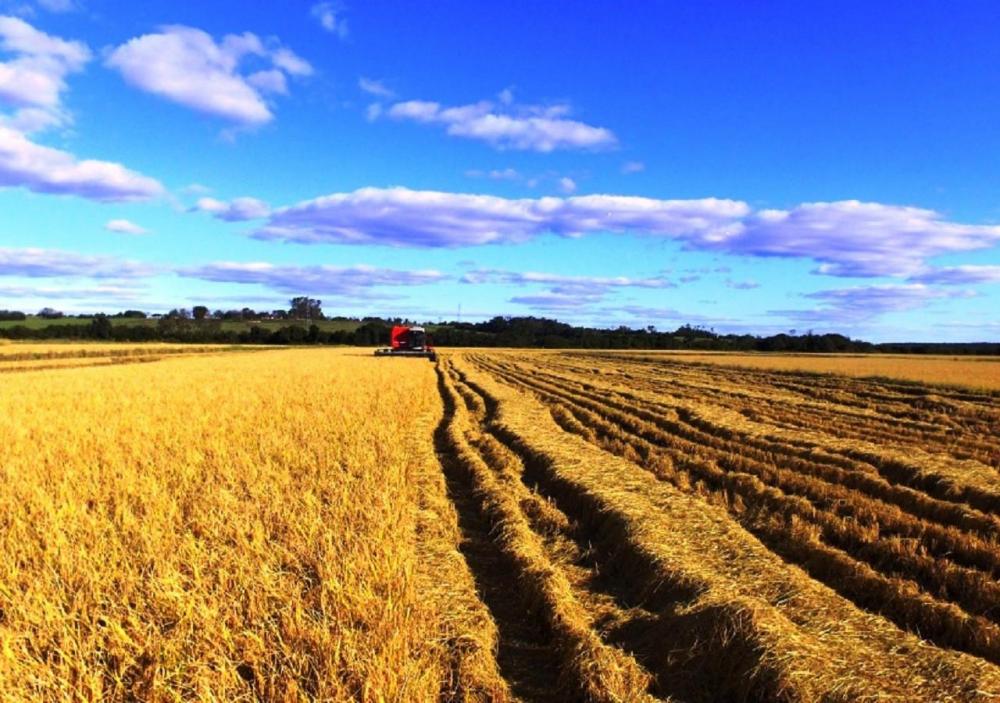Leia e Ouça o Repórter Sicredi-Conexão Rural, quinta-feira, 25/06/2020