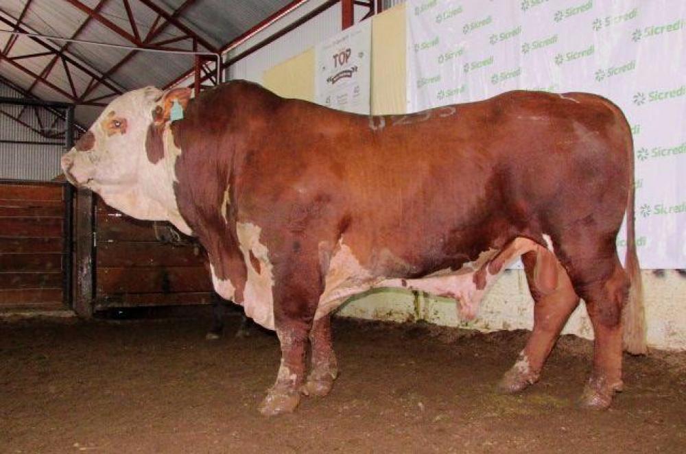 Repórter Sicredi-Conexão Rural, sexta-feira, 26/06/2020