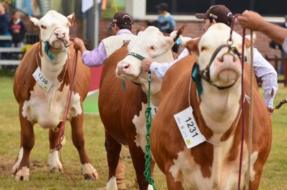 Expointer só com os julgamentos é uma alternativa - Leia e ouça o Repórter Conexão Rural desta segunda-feira, 29 de Junho de 2020