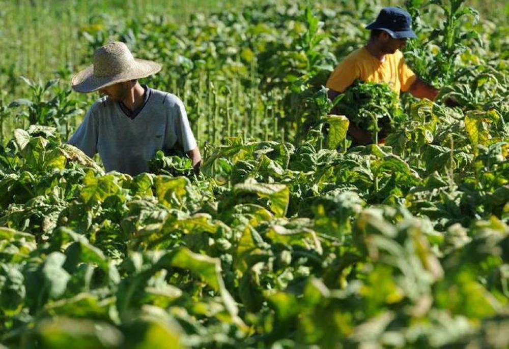 Fumageiras perderam a noção na hora de explorar os produtores