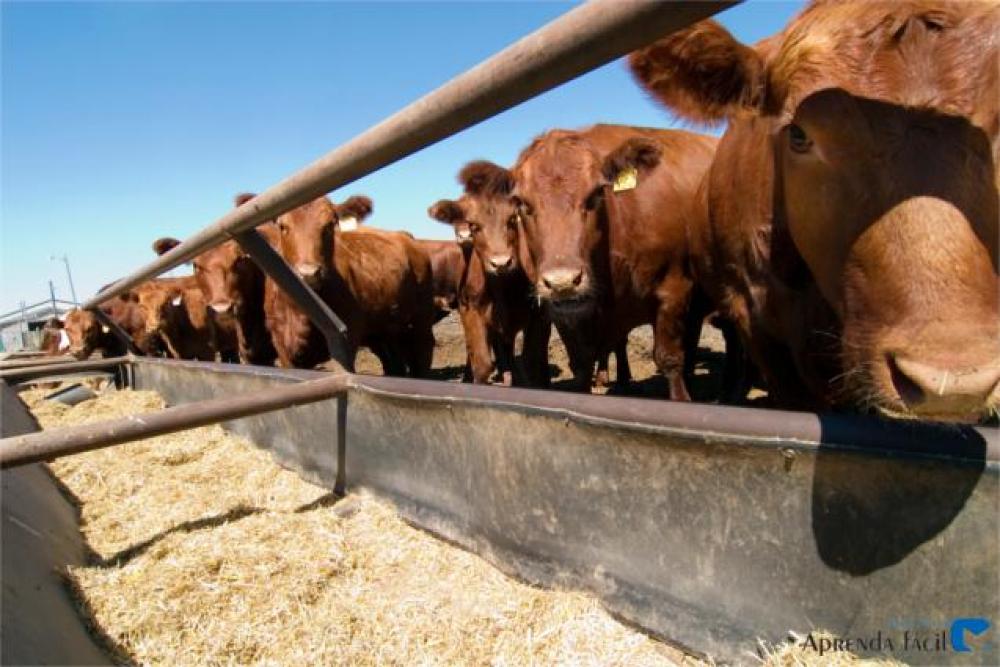 Ninguém segura os preços do boi - Leia a coluna desta terça-feira, 7 de julho de 2020