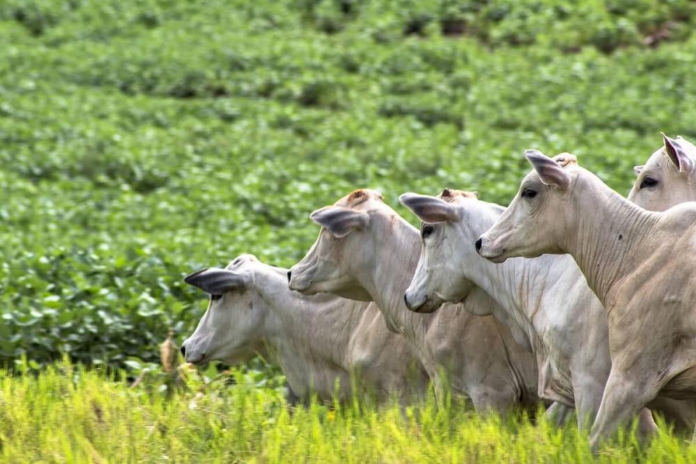 Pecuária garantiu crescimento do PIB do agro no primeiro quadrimestre