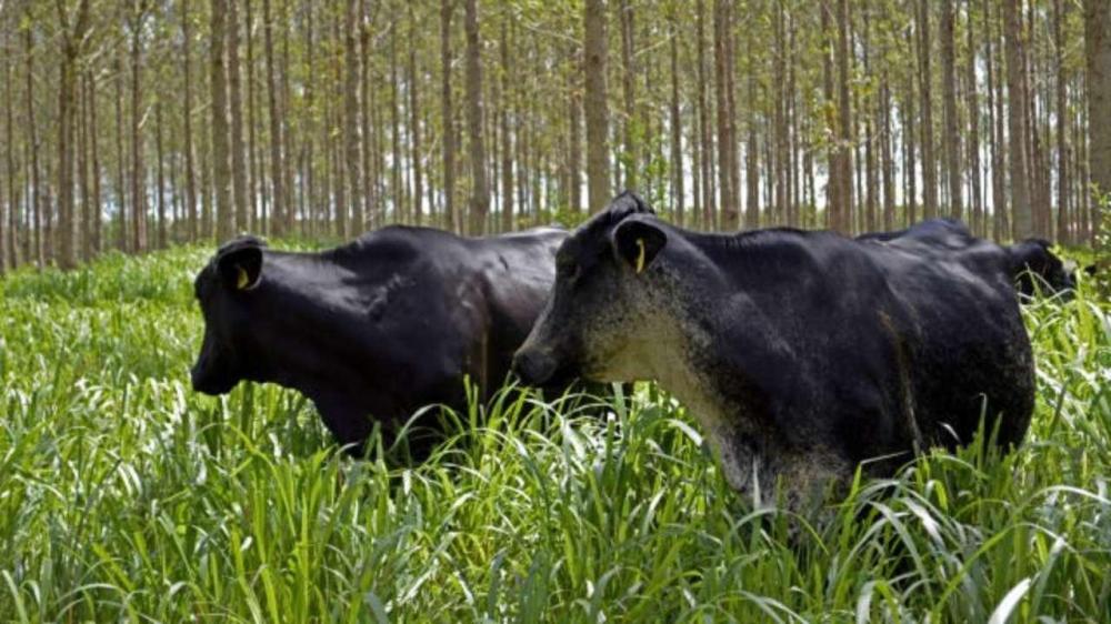 DOBRA A ÁREA FINANCIADA PELO PROGRAMA ABC DO MAPA