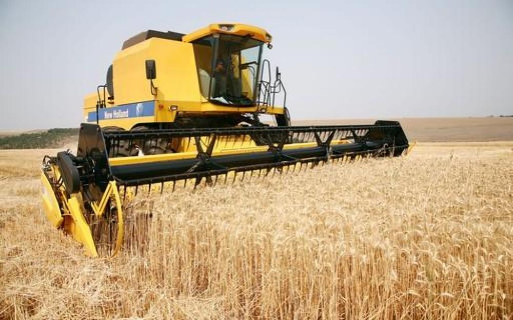 COLHEITA DO TRIGO: FALTA DE CHUVA AJUDA E ATRAPALHA