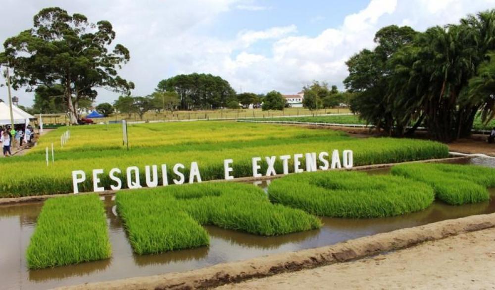 ENTIDADES DO ARROZ INDICAM NOME PARA DIRETORIA COMERCIAL DO IRGA