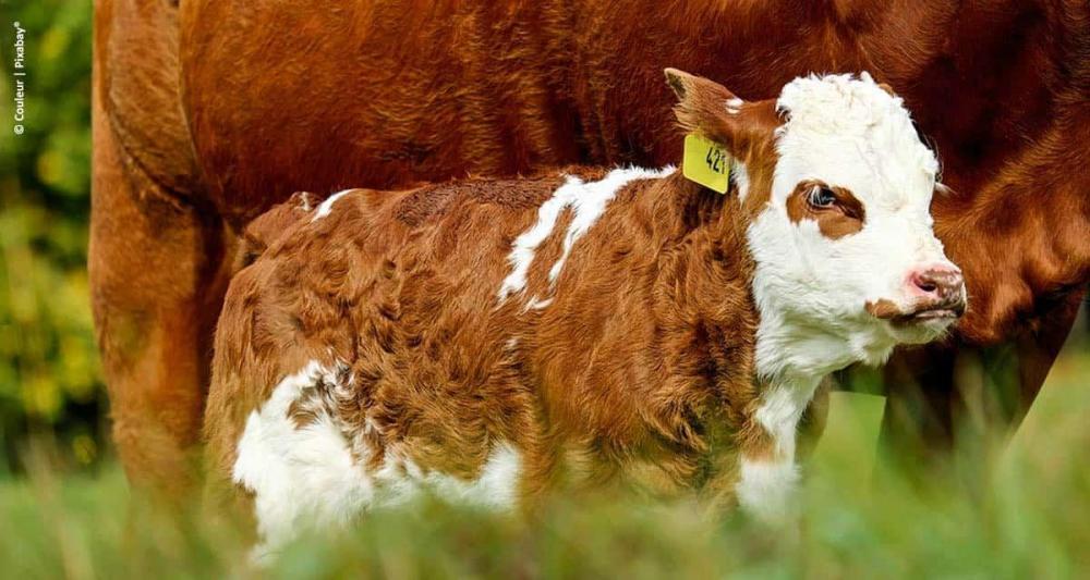 Crescem os registros de gado de corte pela ANC