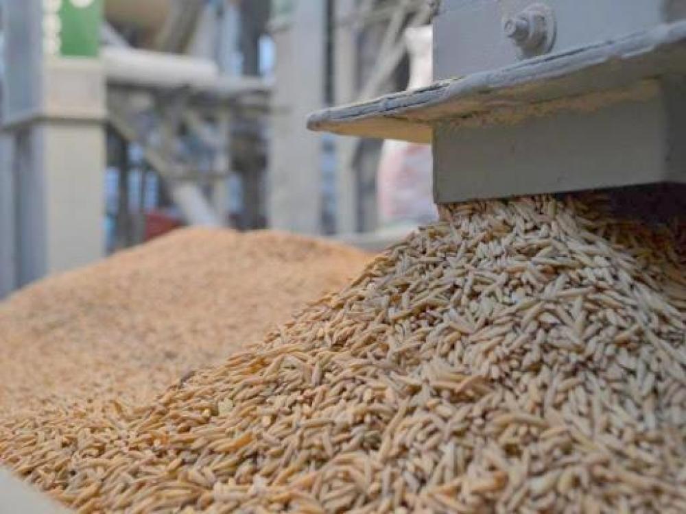 Arroz na ração animal? Projeto Duas Safras sugere opções para as sobras