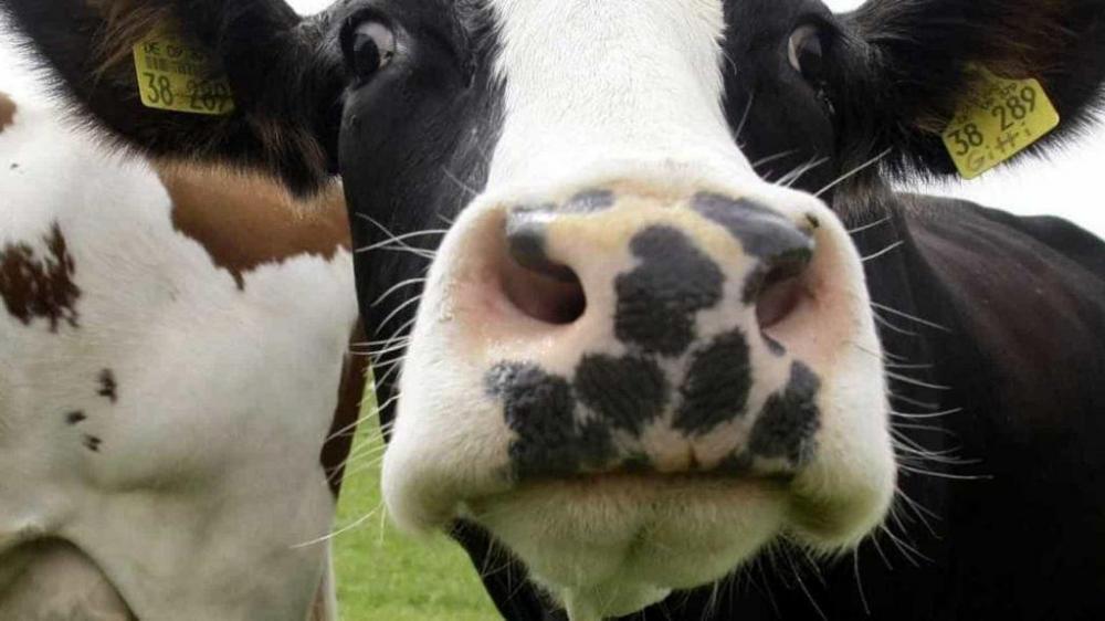 Nota de Esclarecimento do Mapa sobre casos de EEB em MG