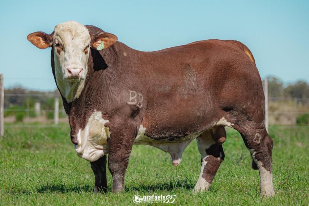 Santa Tereza disponibiliza catálogo das ofertas do seu 22º Remate