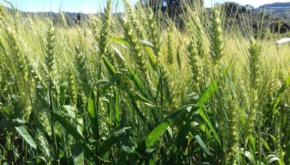 Trigo: ECR mostra variação de até 35 sacos por hectare de acordo com a cultivar