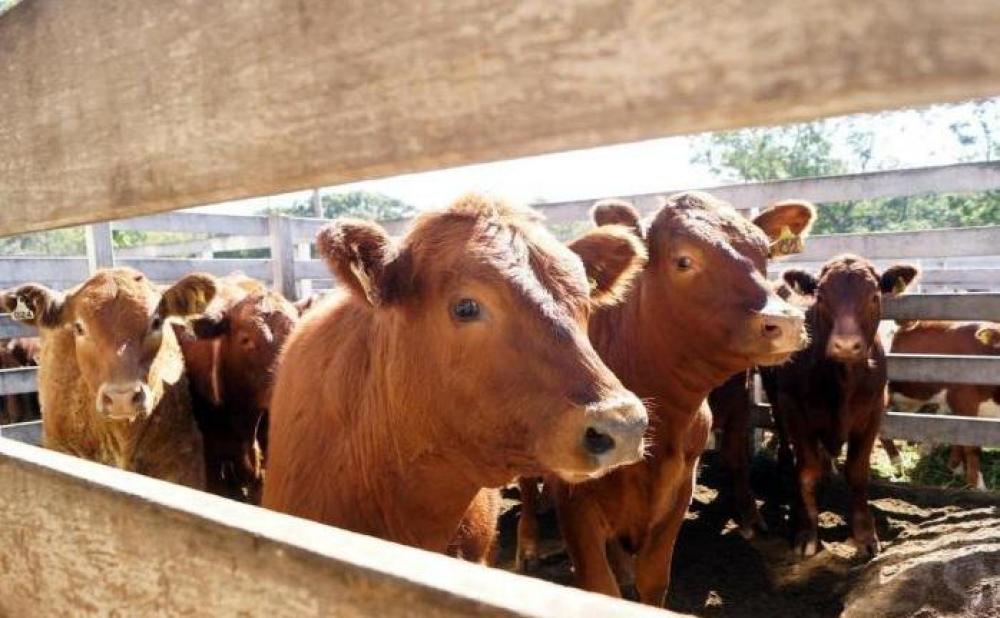 Atenção criadores: a data de declaração do rebanho mudou