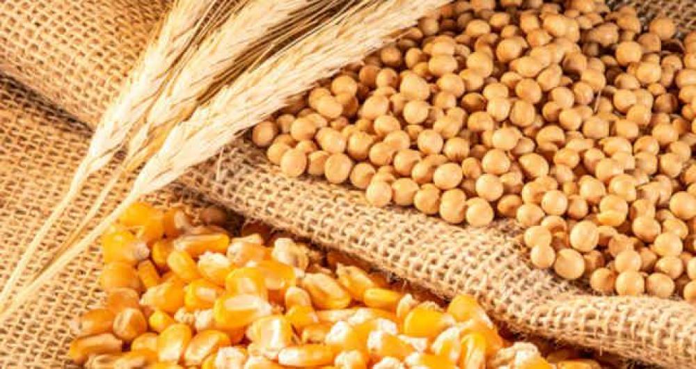 Soja ou milho? O que vender, agora? Daniel Dias analisa os prós e contras