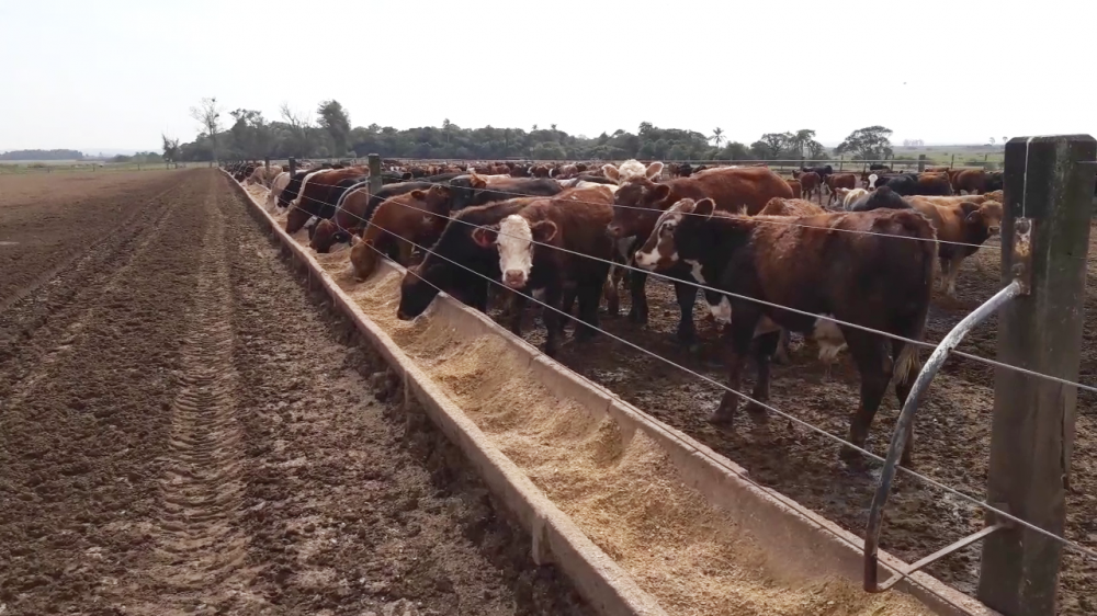Exportação de gado em pé: se conhecessem como funciona, os críticos não seriam tão levianos