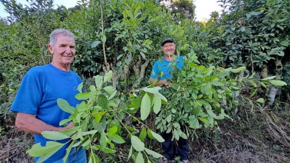 Estudo da SEAPI busca mostrar potencial de IG da erva-mate do Polo Alto Taquari
