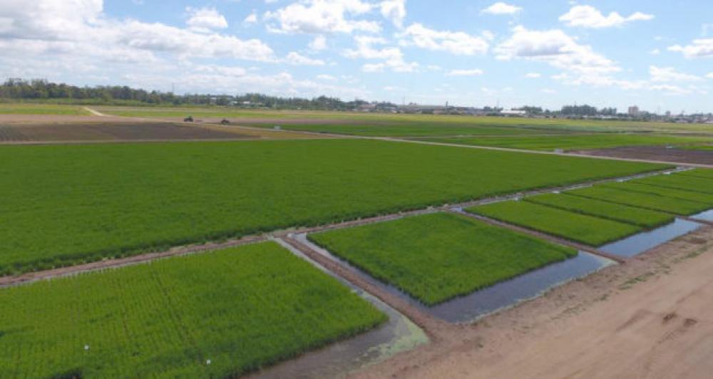 Federarroz e Irga preparam Abertura da Colheita 2018