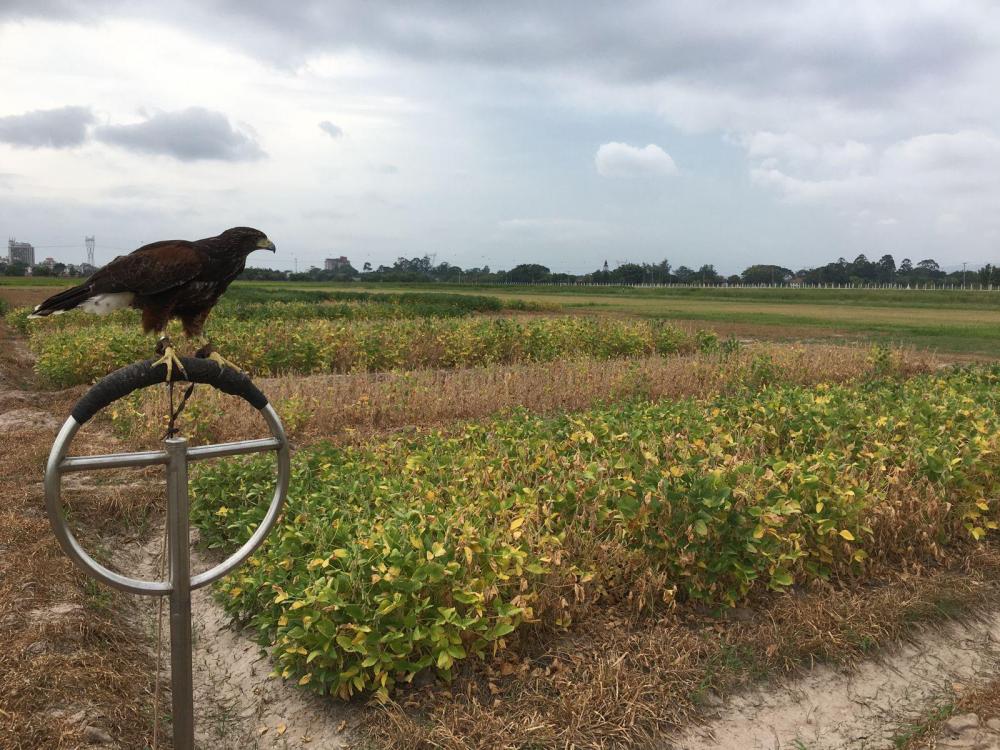 Irga contrata empresa especializada em falcoaria e manejo de fauna para EEA