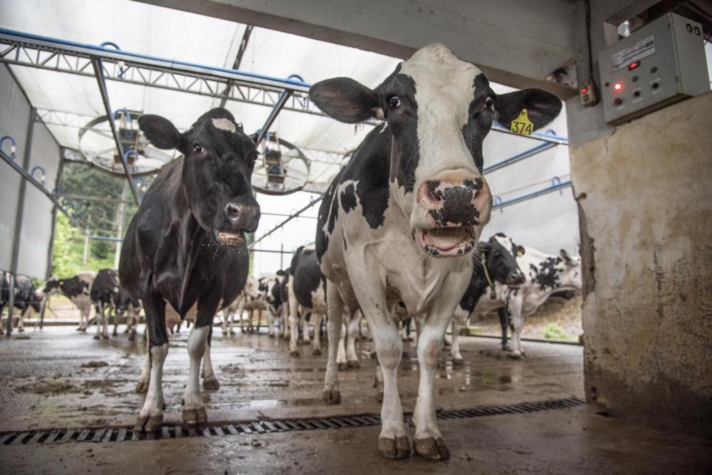 Estão abertas as inscrições para a segunda etapa do 2º Prêmio Referência Leiteira